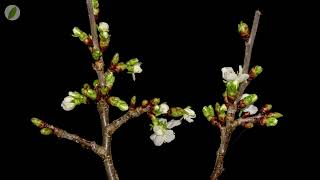Opening cherry blossoms eaten by fungus gnats larvae - time lapse [4K] Time Lapse Cherry Tree Project