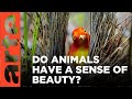 Do animals appreciate beauty  artetv documentary