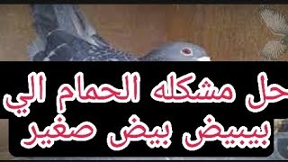 حل مشكله الحمام الي بيبيض بيض صغير لا يفوتك