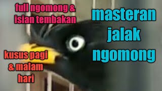 masteran jalak kebo dan uren cepat ngomong,cocok untuk piyik,an