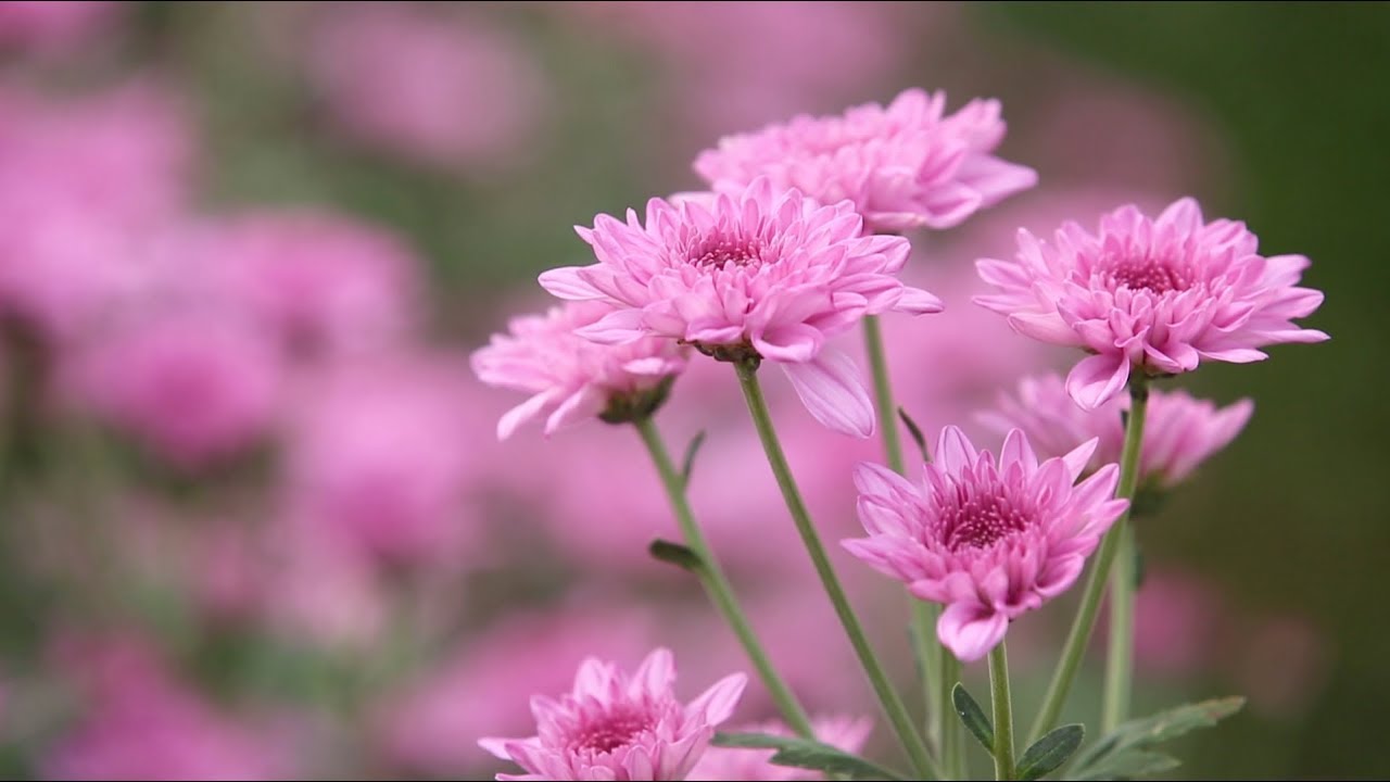 ทุ่งสวรรค์  ตะวันฉาย [OFFICIAL MV]