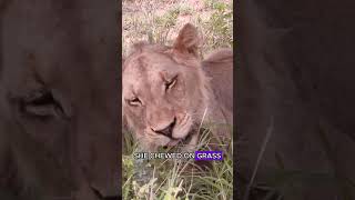 Celebrity King cobra kill the lion king family #animals #wildlife #fyp Wealth