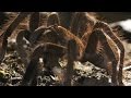 Goliath Birding Tarantula Facts