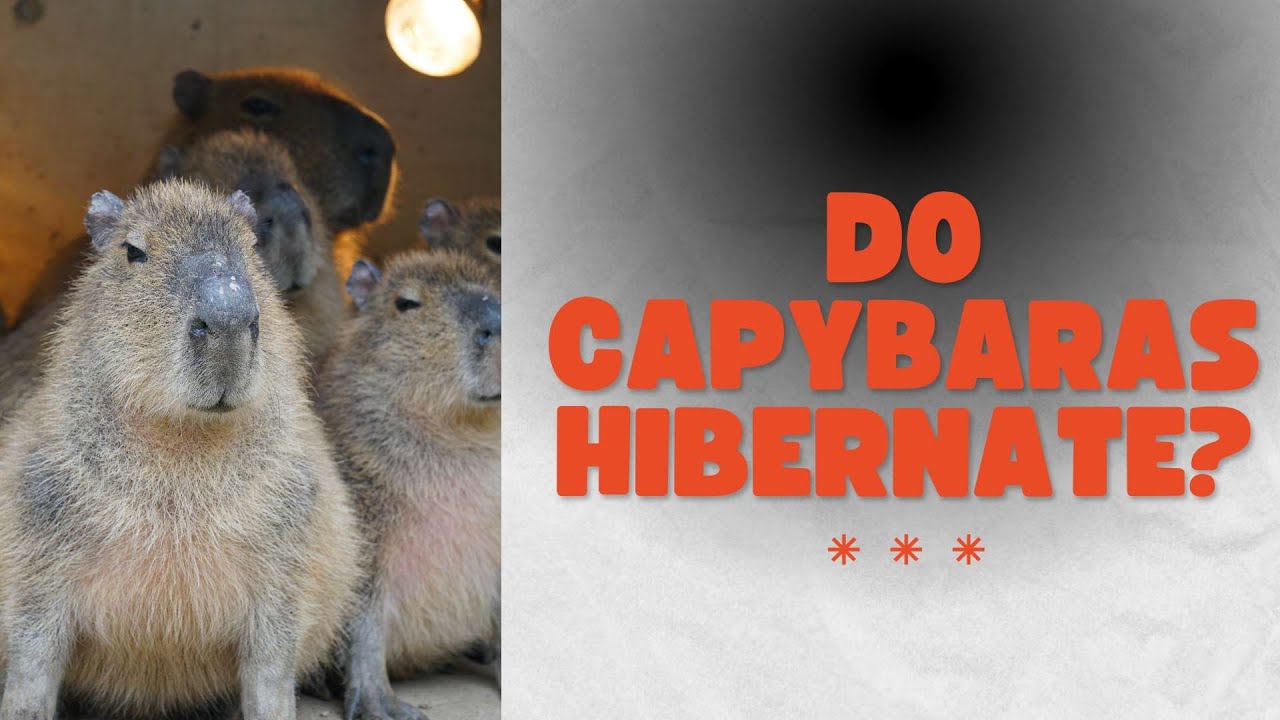 Do Capybaras Hibernate? Surprising Facts You Need to Know