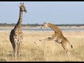 Top Cutest Baby Giraffe Videos Compilation 2018 [BEST OF]