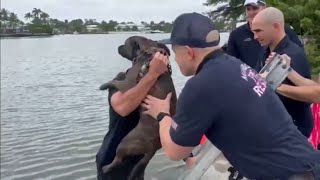 Video shows Miami Beach firefighters saving dog from Biscayne Bay