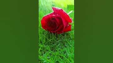 تلاوة خاشعة ✨الصلاة على النبي ﷺ