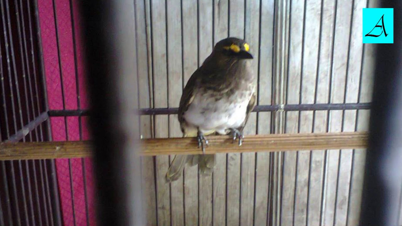 Burung Rengganis Gacor By Adhirajasa Avilas Balakosa