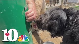 UT vets sending mobile vet clinic to help pets affected by Hurricane Helene