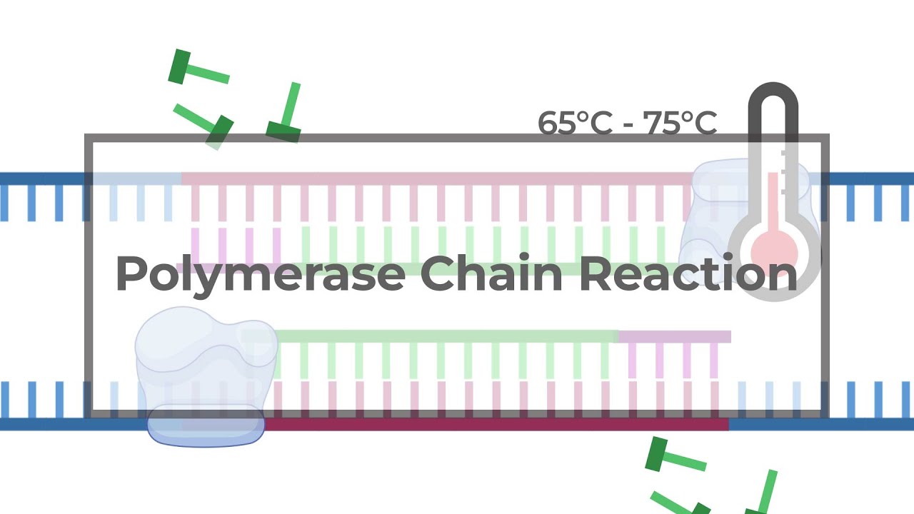 PCR explained in 5 minutes | Polymerase Chain Reaction - YouTube