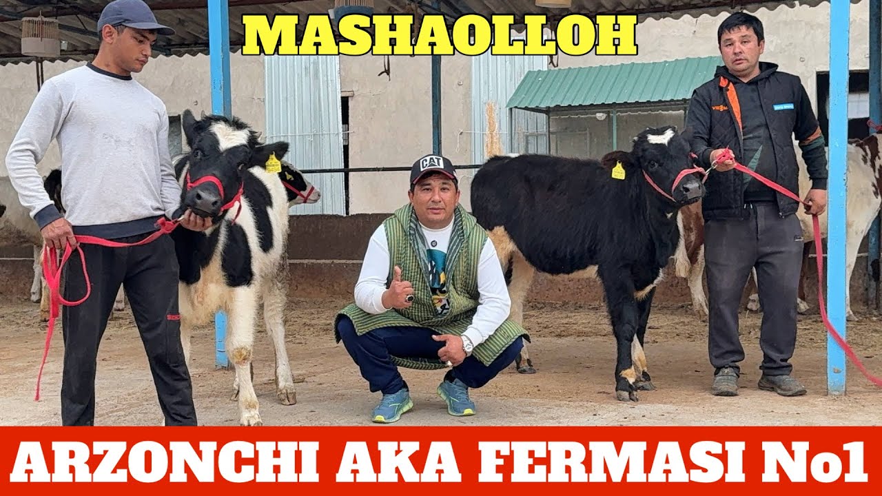 ARZONCHI AKA FERMASIDA BO’MBA AKSIYA BEKORGA 15 mln A TUSHUNMADIM