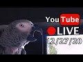 🔴🐦Einstein Parrot LIVE! 12/27/20