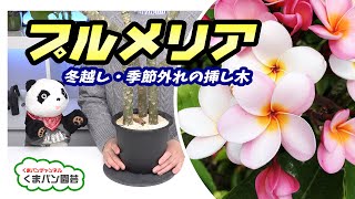 プルメリアの冬越し 季節外れの挿し木 くまパン園芸 Youtube