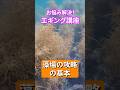 春エギングの悩み 藻場の攻略の基本