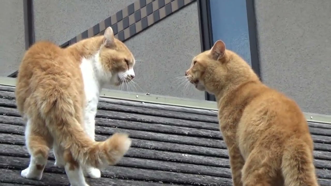 【猫の喧嘩　２】　すさまじいことに💦