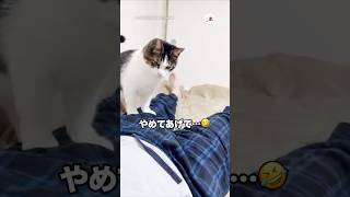 飼い主さんの狙いすぎやろ😂｜PECO
