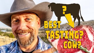 I Was a Judge at a BEEF Tasting Contest!!