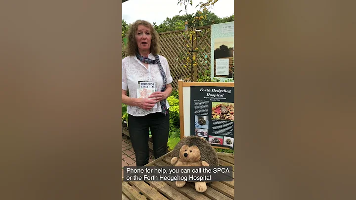 Interview with Moira Grant - local Hedgehog Champion