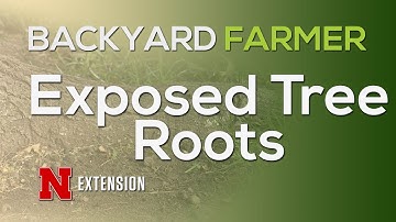 Exposed Tree Roots