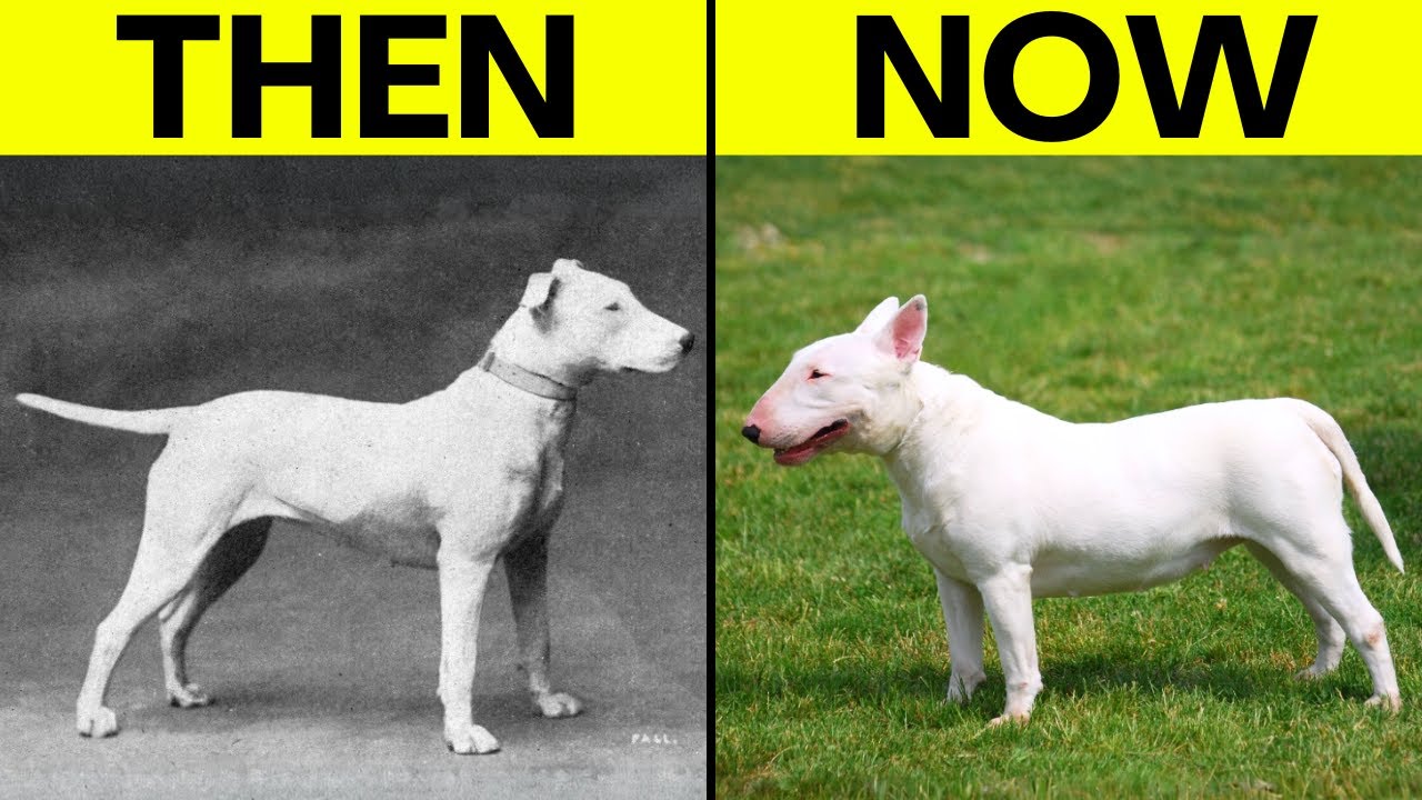 Discover How 100 Years Altered These Dog Breeds