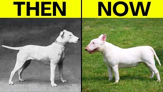 Discover How 100 Years Altered These Dog Breeds