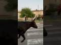 Bandido manade Conti à Aujargues