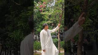 শ্বেত শুভ্র সুগন্ধী দোলনচাঁপা ঢাকা বিশ্ববিদ্যালয়ের কলা ভবনে