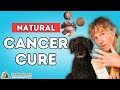 Can Natural Remedies Really Fight Pet Cancer? 5 Breakthrough Tips Every Pet Lover Needs to Know!