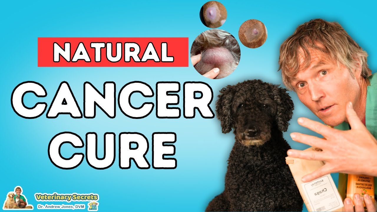 Can Natural Remedies Really Fight Pet Cancer 5 Breakthrough Tips Every Pet Lover Needs to Know