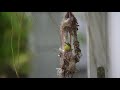 Bird feeding baby bird /Olive-backed Sunbird - นกกินปลีอกเหลือง