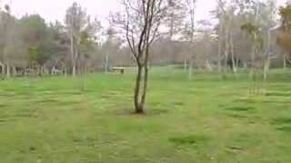Beagle Digging