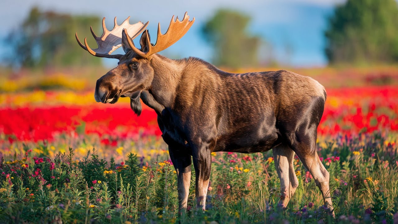 Last Day: The Great Moose Migration 2025 (Den Stora Älgvandringen) DAY 31