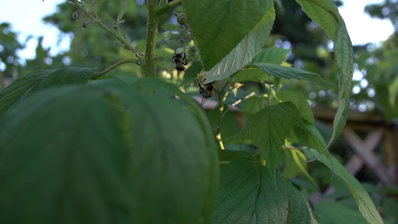 Beachfront B-Roll: Bees Pollinating - Clip 4 (Free to Use HD Stock Video Footage)
