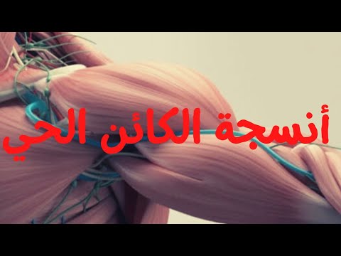 أنسجة الكائن الحي ( الأنسجة الحيوانية ) ( عضلات - اعصاب - النسيج الطلائي - النسيج الضام )