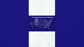 Too much algae can hurt natural ecosystems. #AlgaeBlooms #Sustainability #Environmentalism