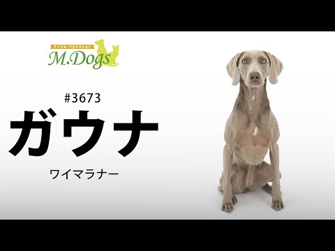 ペットモデル#3673 ワイマラナー「ガウナ」②