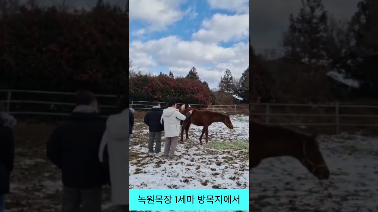 녹원목장 1세마 방목지에서02