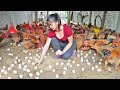 Harvesting a lot of Chicken Eggs goes to market sell - Grow onions in bamboo tubes | Free Bushcraft