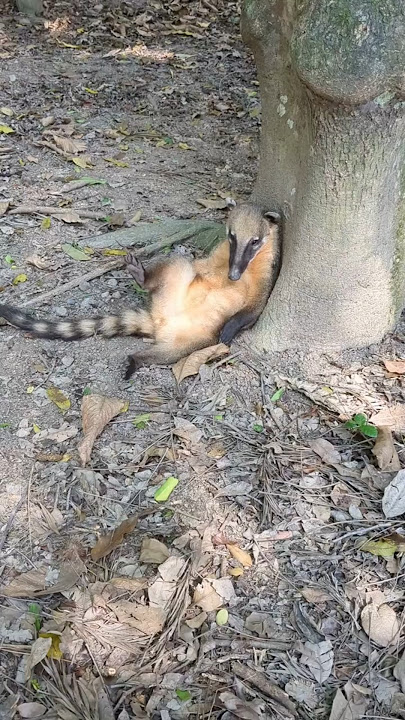 No Snack? Coati Attack!!!