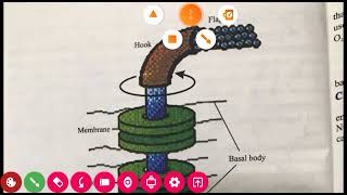 Unit#6 | (Lecture#8) structure,shape & size of bacteria(part#5) | 1st year biology |BalochistanBoard