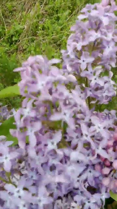 Сирень 🪻🥰 - YouTube
