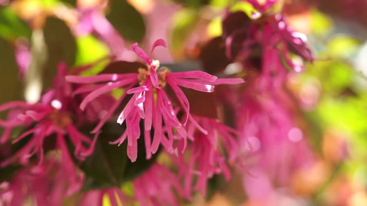 赤いマンサク 花の寺 長安寺 Youtube