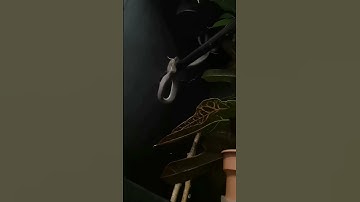 Macklots python feeding from perch.