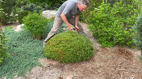 Mugo Pine: Keep it Small or Let it Grow