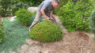 Download Lagu Mugo Pine: Keep it Small or Let it Grow MP3