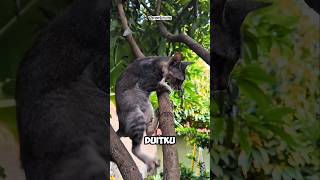 AMINN🤲 #cat #imut #kucing #viral #kucinglucu #funny #shorts #comedy #fypシ #video #short