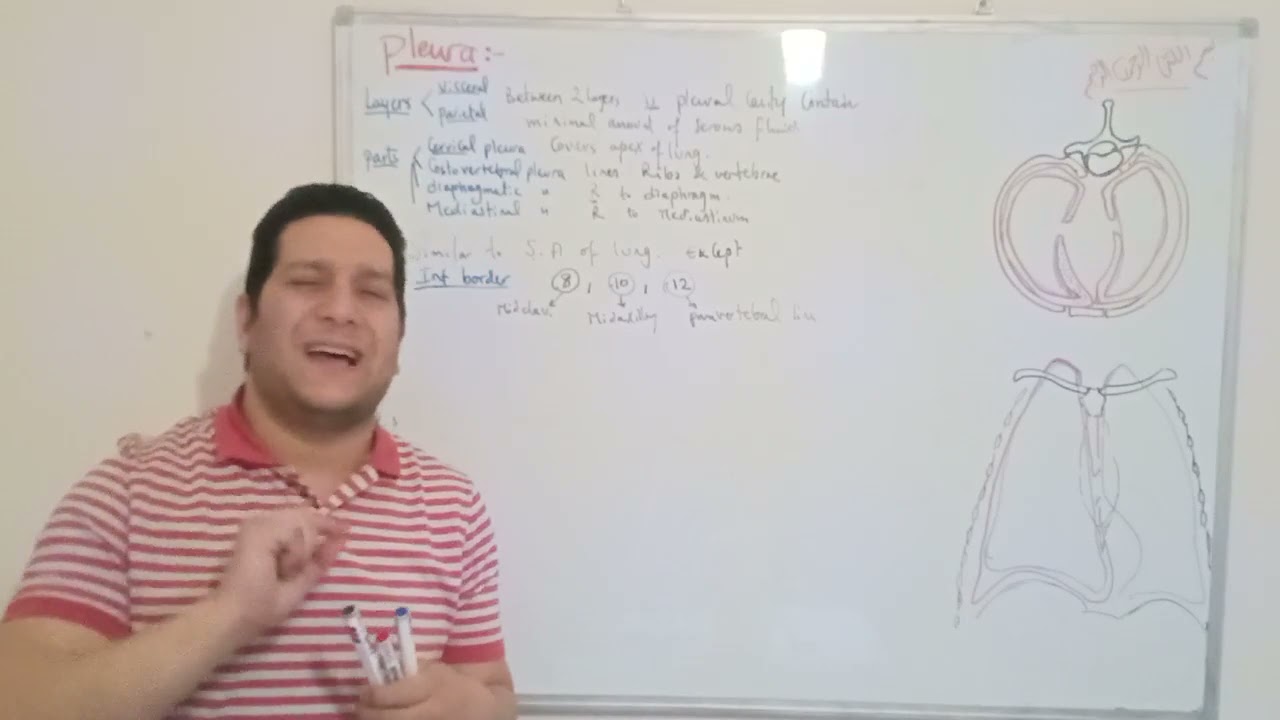 (Cardiopulmonary 22) Anatomy of Lung part 3 (Pleura) ... By Dr. Khaled Awad