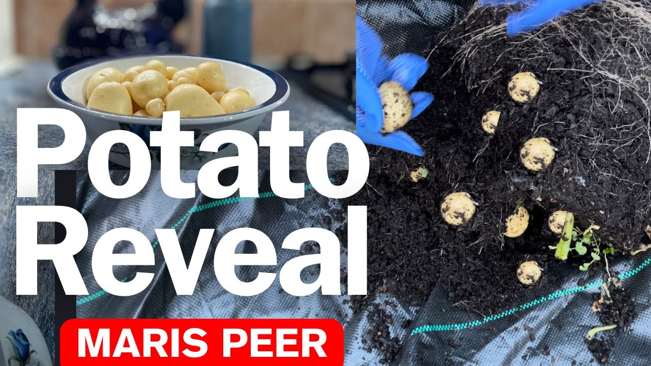 Watch Grown in builders buckets: Potato Reveal No.2 on YouTube