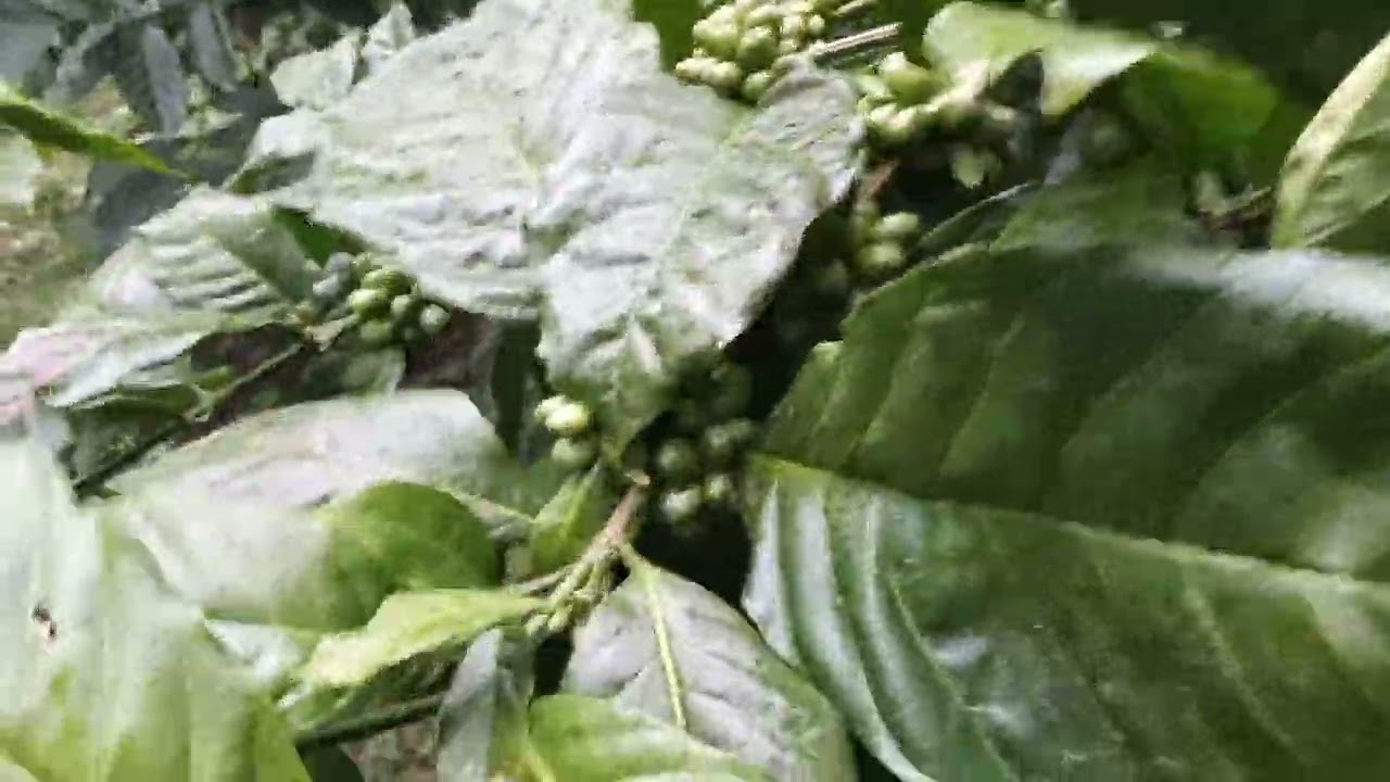 Awas!!! Bahan drop lakukan ini