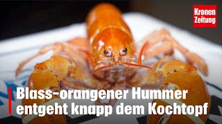 Blass-orangener Hummer entgeht knapp dem Kochtopf | krone.tv NEWS Orange Hummer